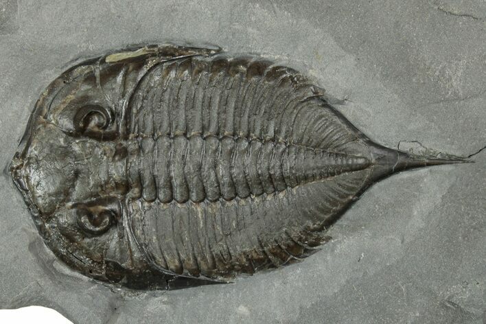 Dalmanites Trilobite Fossil - New York #241931